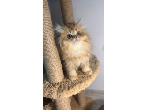 British longhair golden bebeklerim dişi erkek