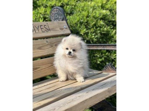 Teacup pomeranian boo