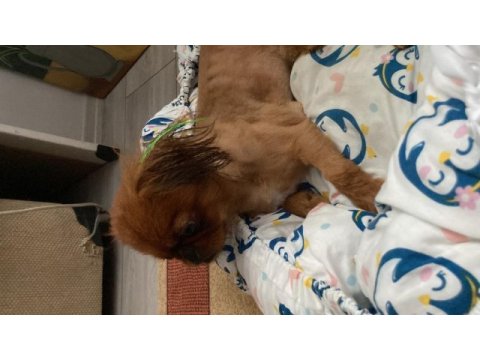 Pekinez köpek