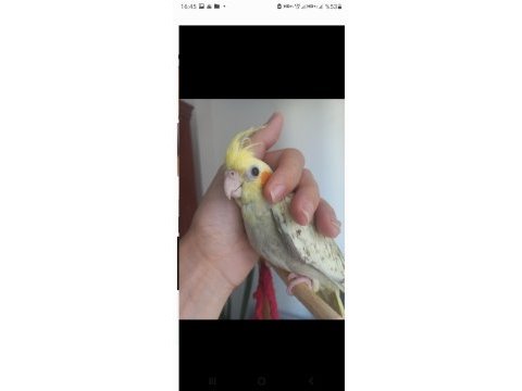 Full evcil eğitimli ısırmaz yavru sultan papağanı