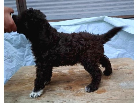 Sahibinden çok bakımlı siyah poodle