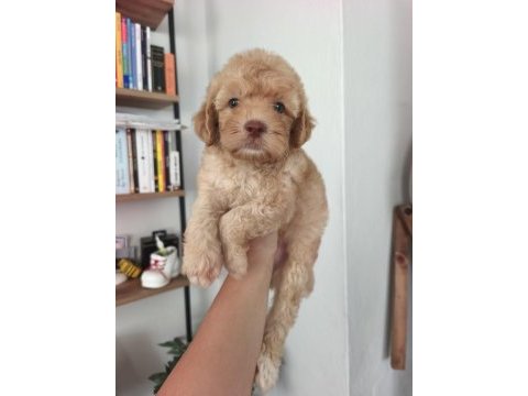 Maltipoo erkek dişi yavrularımız mevcuttur