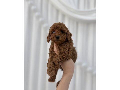 Toy poodle yavrular