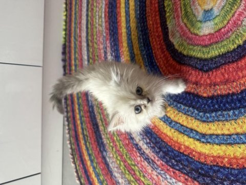 British longhair 2.5 aylık erkek