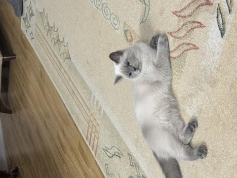 Blue point dişi british shorthair yeni ailesini arıyor