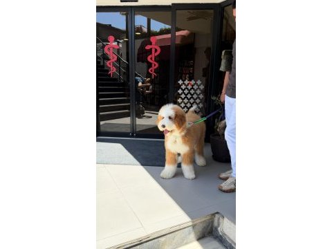 Çift renk kahve beyaz giant dev poodle yavrular