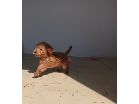 Yavru 2 aylık red brown toy poodle cinsi dişi bihter