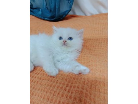İran persian erkek yavru
