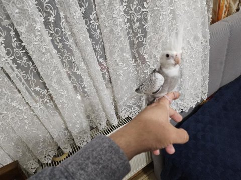 Yavru sultan papağanlar