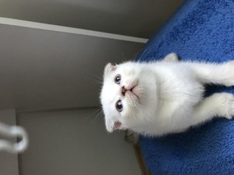 Scottish fold british shorthair yavrular