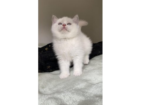 Safkan british shorthair chocolatte point erkek