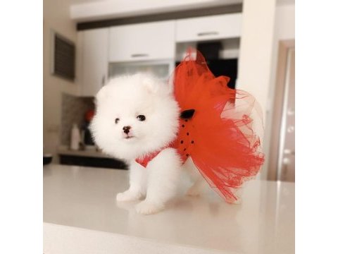 Dişi yavru pomeranian boo sahibini bekliyor