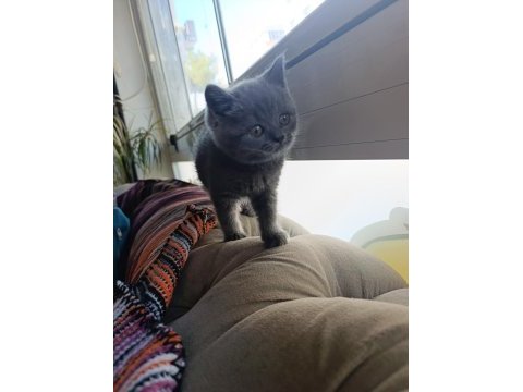 Sevimli british shorthair bebekler