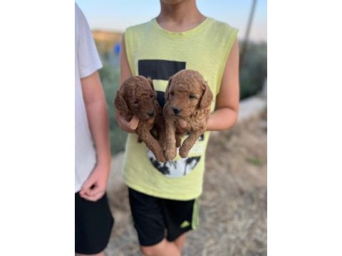 Mınyatür safkan saglık ve ırk garantılı toy poodle yavrular