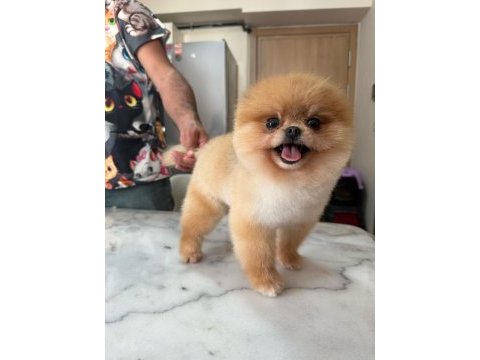 Daha iyisi yok gerçek teddy face pomeranian boolarımız