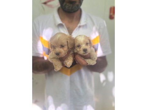 Maltipoo yavrularımız