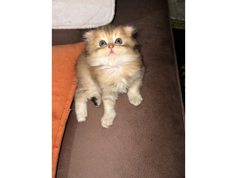 Yeni yuvalarına gitmeye hazır yavrular british shorthair