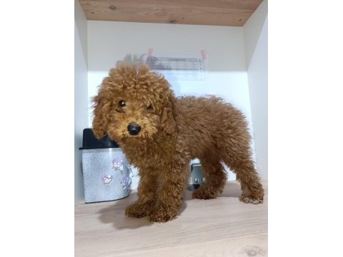 3 aylık dişi poodle