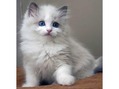 Safkan ırk ragdoll kedimiz