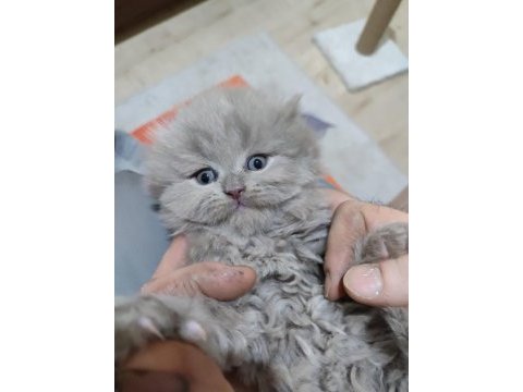 27 mart doğumlu scottish fold yalova merkez