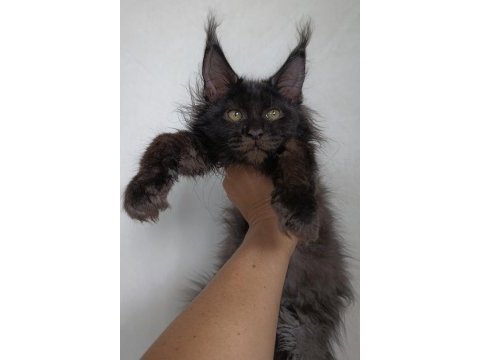 Harika sağlıklı maine coon dişi yavru