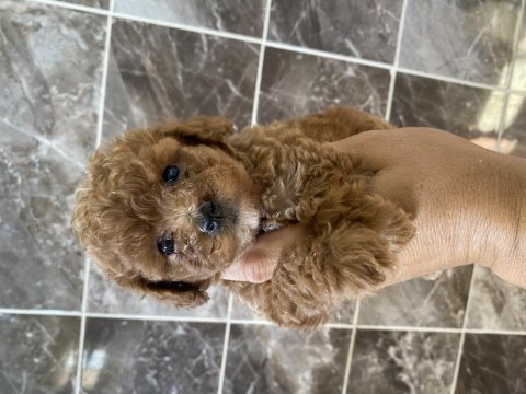 Orjinal maltipoo bebekler