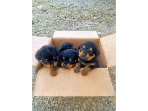 Orijinal safkan rottweiler yavruları