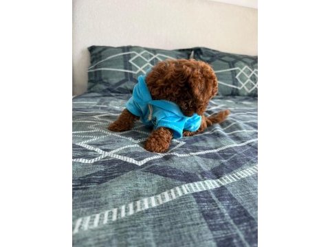 3 aylık erkek toy poodle oğlumu sahiplendiriyorum