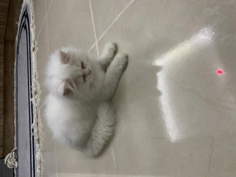 3 aylık yavru british longhair