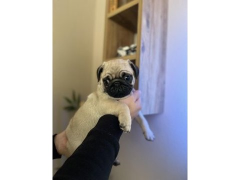 Pug erkek yavrumuz