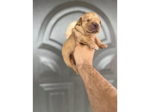 Golden retriever bebekler