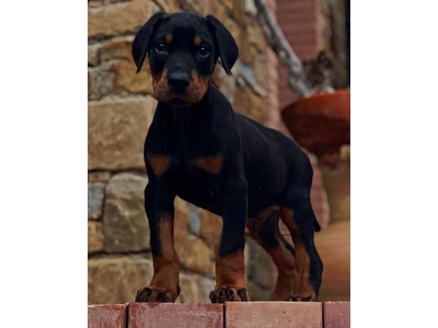Türkiyenin en güvenilir çiftliğinden doberman