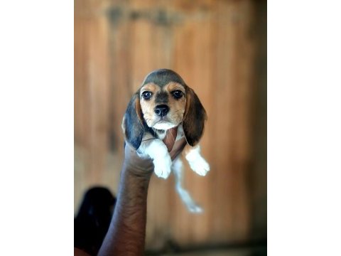 Beagle yavrularımız mükemmel bebekler