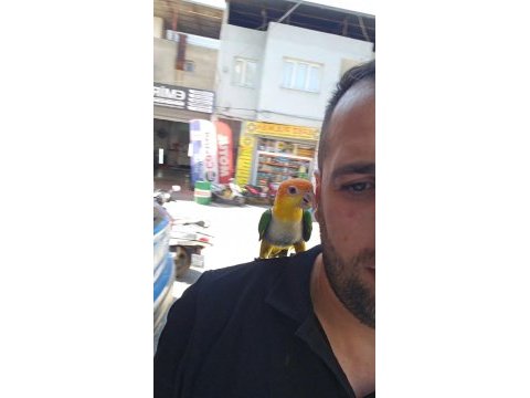 Full evcil maskot kayık papağanı