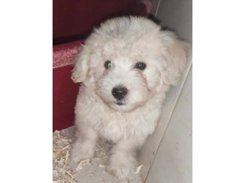 (sdk) çiftlikten sıfır numara terrier yavru