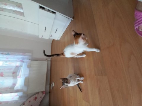 Acil ücretsiz yavru kedi sahiplendirme