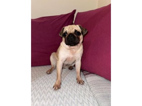 Uyguna safkan a+ kalite pug mops şu an kızanda
