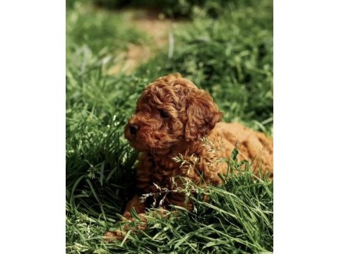 Minnoş poodle yavrular