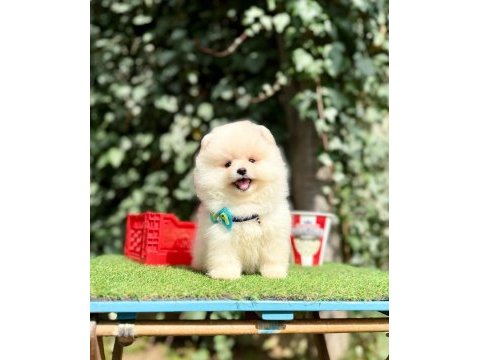 Teddy face ayıcık pomeranian yavrular