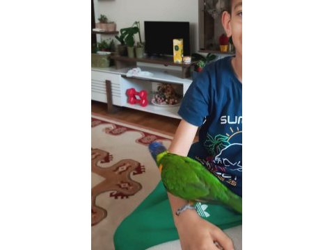 Ele kola alışkın full evcil lori papağanı