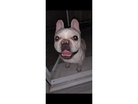 İzmir içi french bulldog köpeğimiz