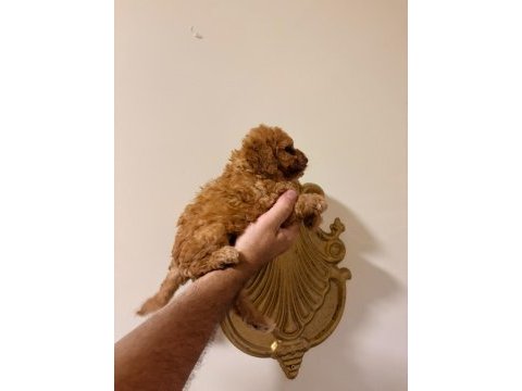 Mınık poodle kurabıyeler