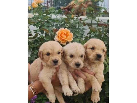 Golden retriever yavrulara yuva arıyoruz