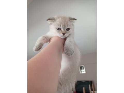 Erkek scottish fold