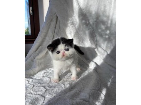 Safkan mükemmel exotic shorthair bebeğim