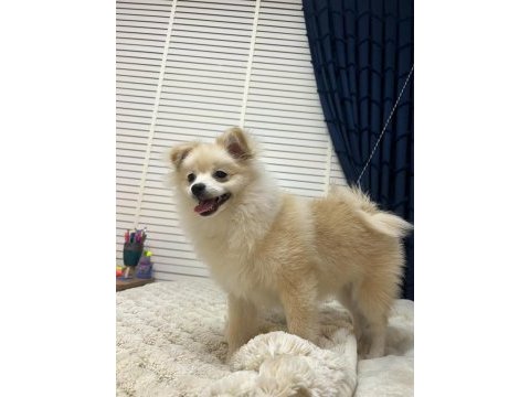 Eğitimli pomeranian 8 aylık erkek