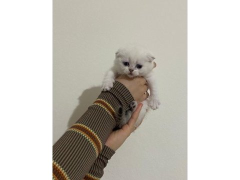 Safkan scottish fold brıtısh shorthaır yavrularım
