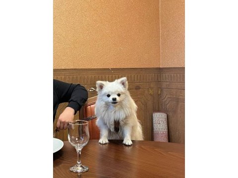 Yetişkin tilki surat pomeranian