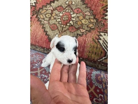 27 günlük köpekler