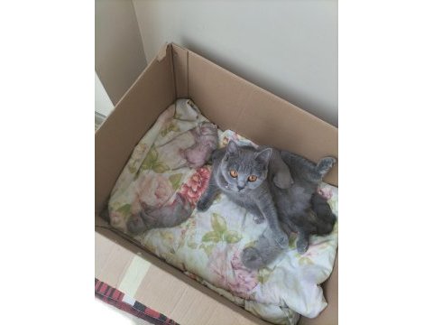 British shorthair yavrular rezerveye açıktır